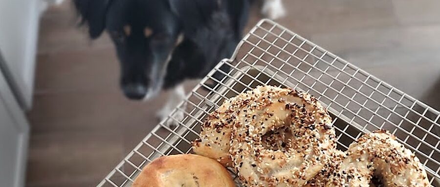 A cooling rack of everything bagels, with Lady Bird watching from the kitchen floor
